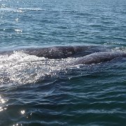 IMG 0001 2 (75)